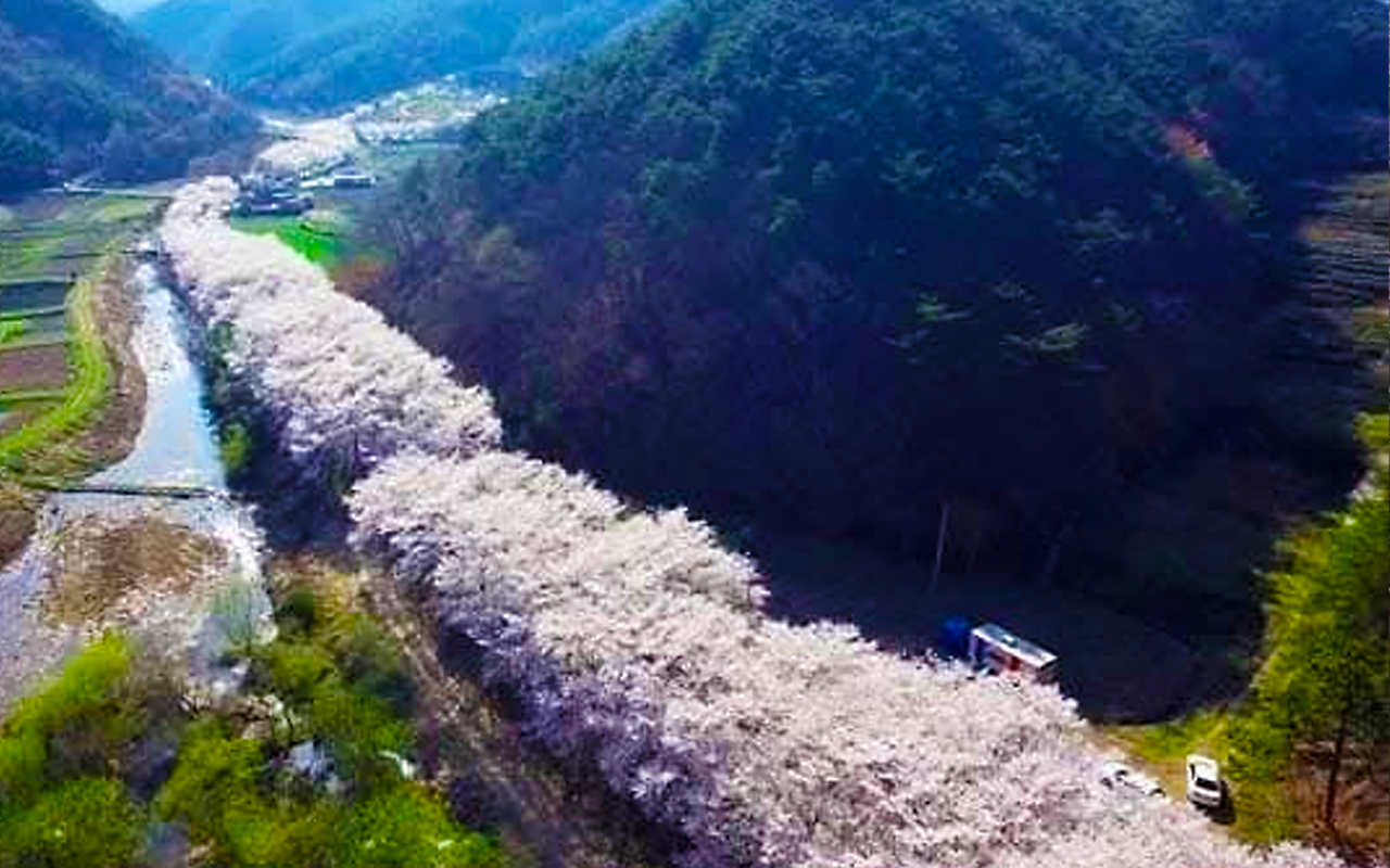 대원사 벚꽃길 보령 대원사 홈페이지.png