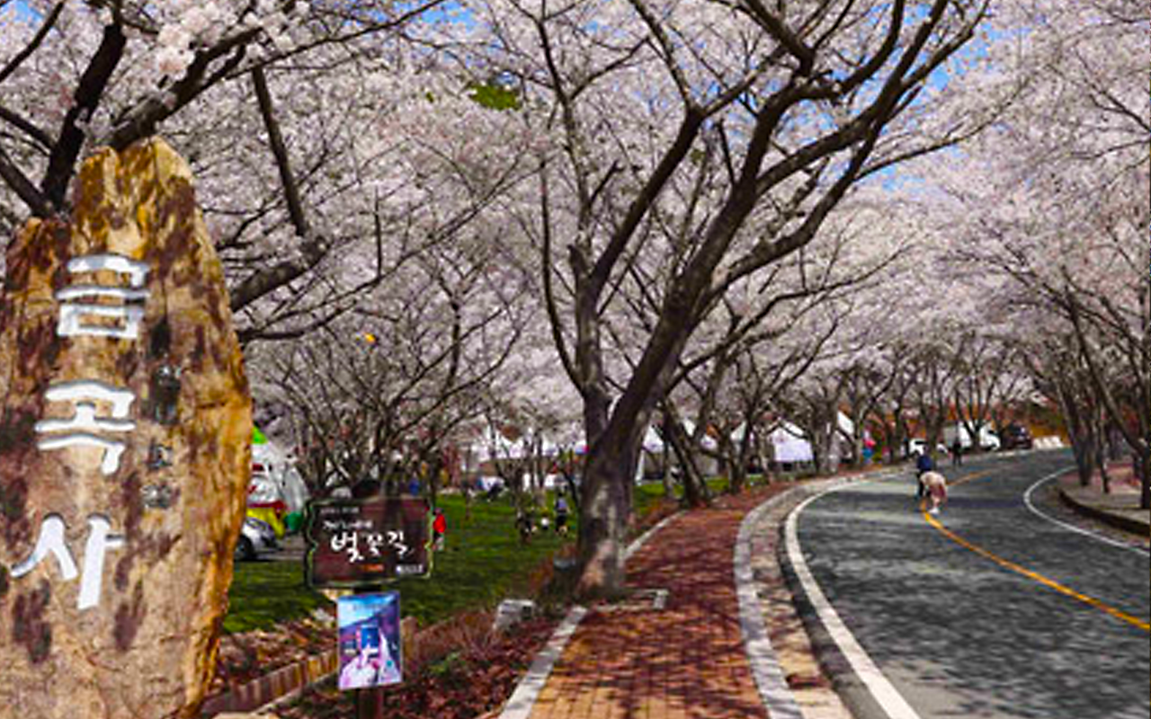 금곡사 벚꽃길 강진 문화관광 홈페이지2.png