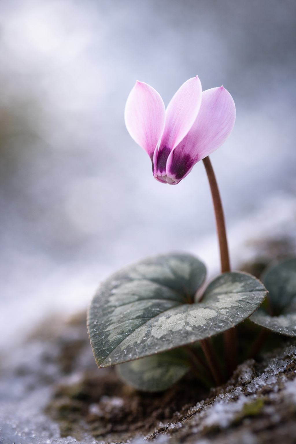 ChatGPT Image 2026년 1월 8일 오전 06_55_09.png