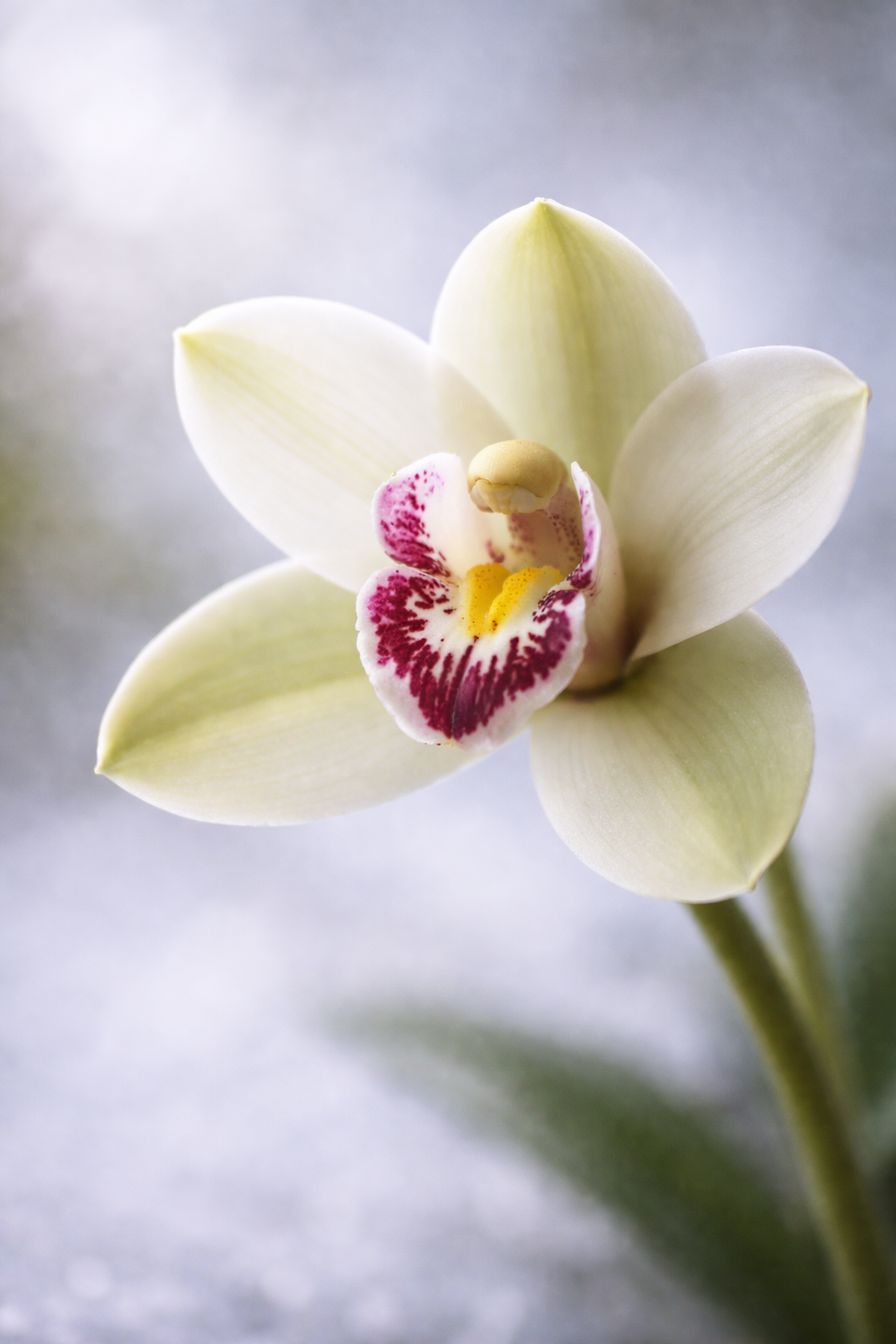 ChatGPT Image 2026년 1월 17일 오전 07_11_47.png