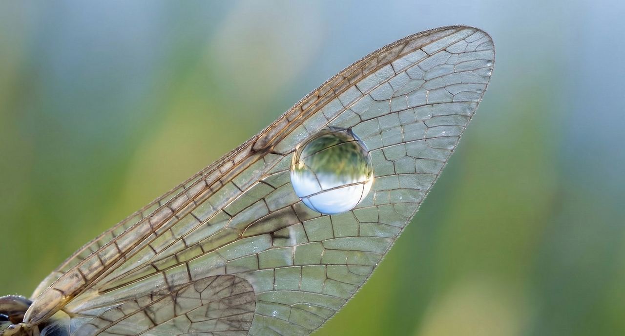 Gemini_Generated_Image_w6unt3w6unt3w6un (1).png