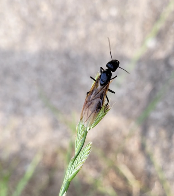 비행전 개미.png