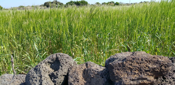 우도 보리밭.png