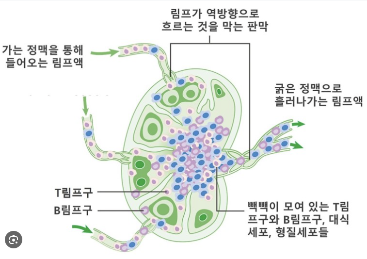 림프구 종류.png