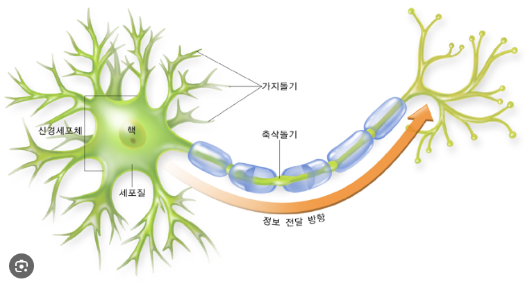 뉴런1.png