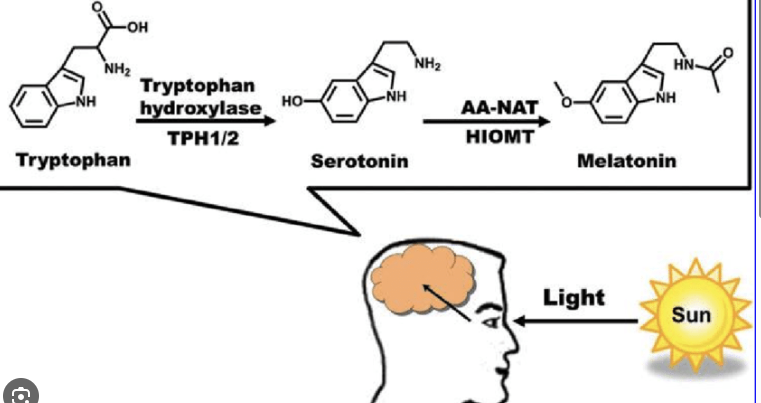 SUN 트립토판 - 세라토닌 - 멜라토닌.png