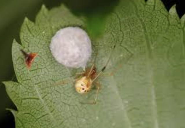 거미 알주머니.png