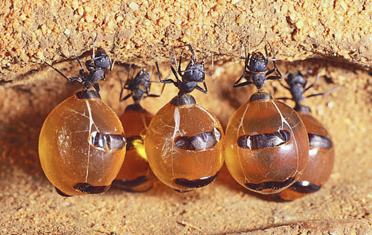 꿀주머니 개미.png