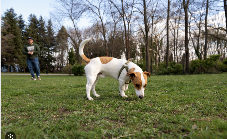 반려견 후각.png