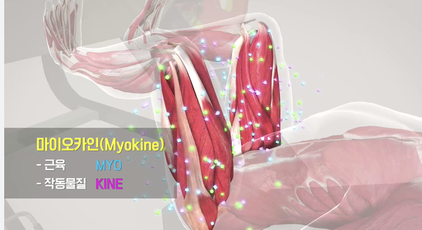 근육 마이오카인.png