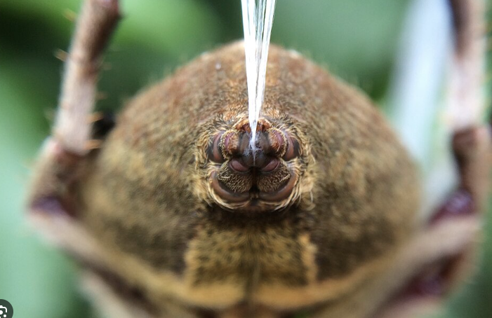 거미 spinnerlet.png