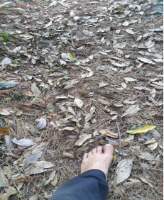 2코스 숲 맨발.png