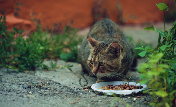 야생고양이 먹이.png