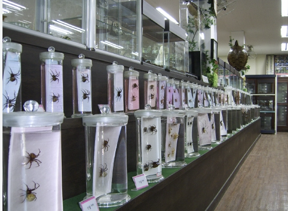 거미 농사법.png