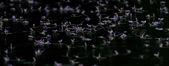 하루사리 짝짓기 비행.png