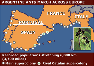 argentina ants.png
