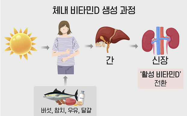 SUN 비타민 D.png