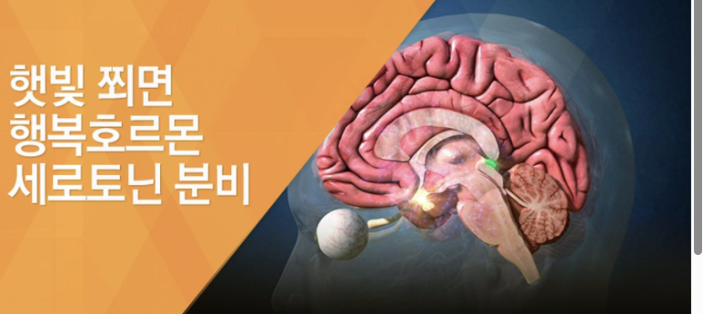 SUN 세라토닌.png