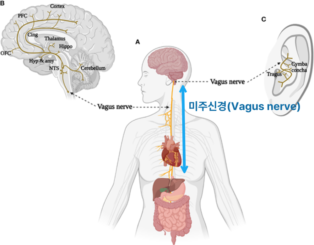 미주신경 위장관.png