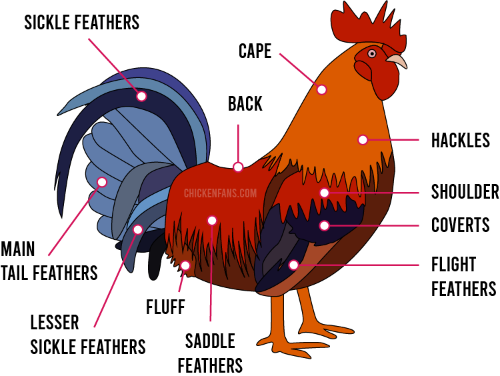 rooster-feathers-2.png