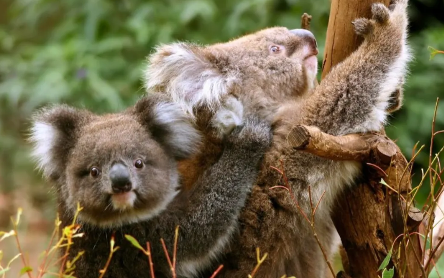 그레이트 오션 로드 투어2.png