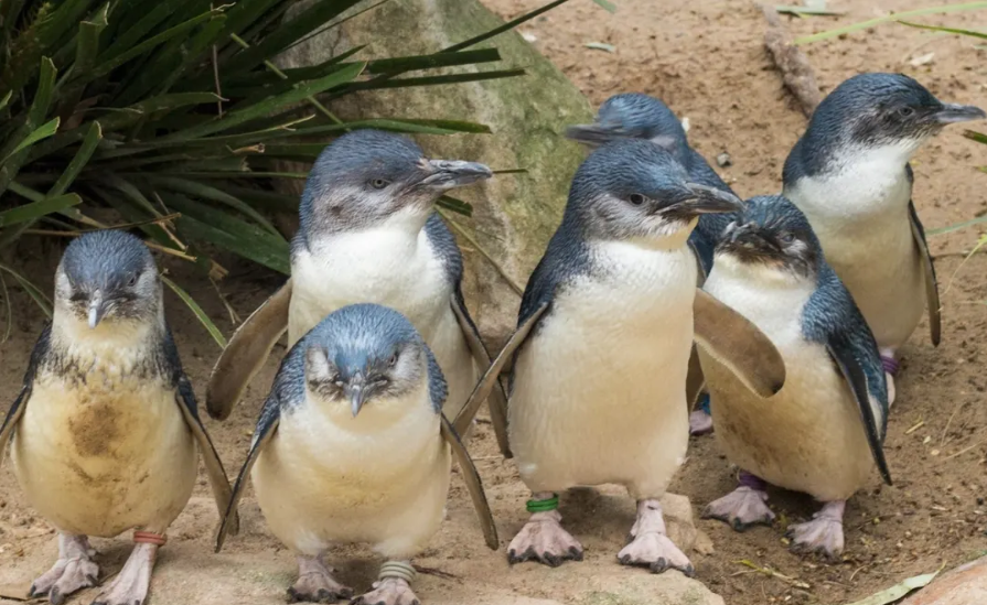 필립 아일랜드 투어2.png