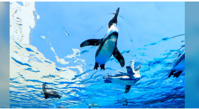 선샤인시티 수족관 입장료 예약 티켓 할인 방법.png