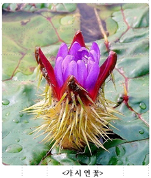 가시연꽃.png