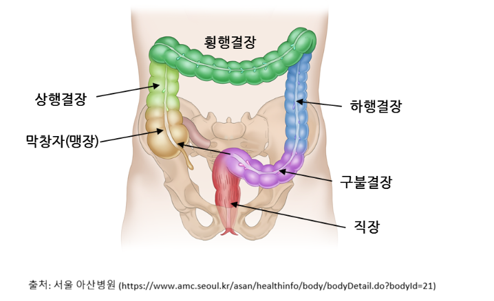 대장구조.png