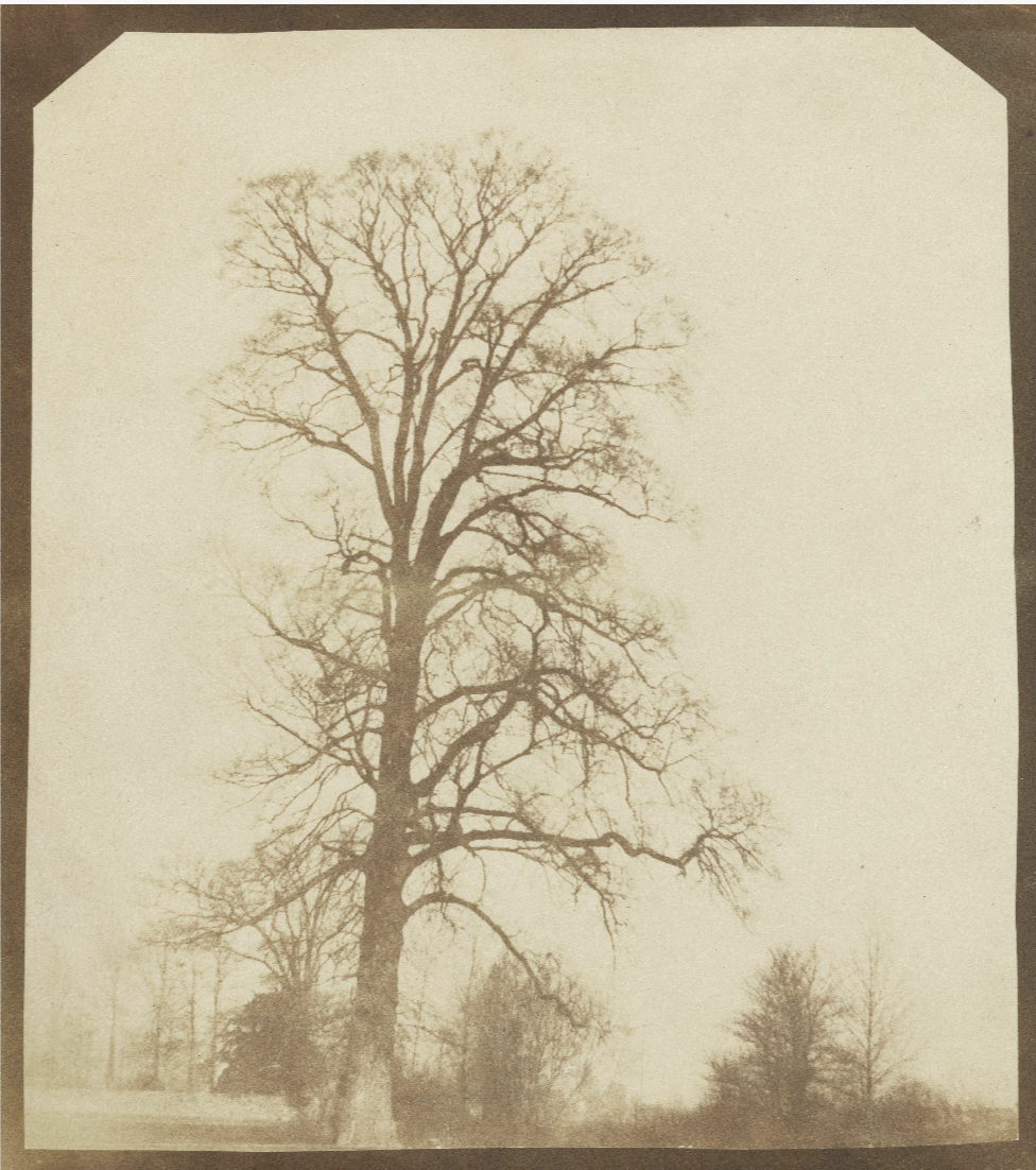 William Henry Fox Talbot Elm Tree in Winter, Lacock Abbey, ca. 1845.png