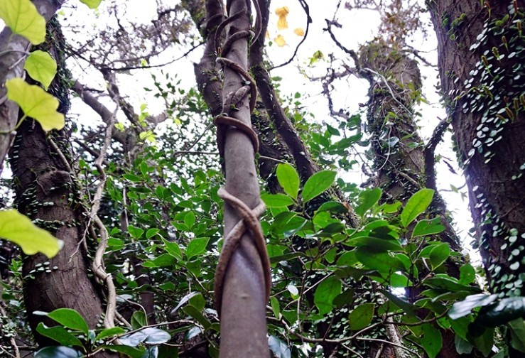 b_98iUd018svc1d0rtv63mcdsz_qj5d0d (2).png