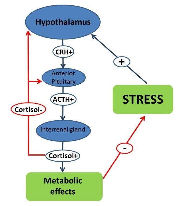 The-Hypothalamic-pituitary-interrenal-axis-of-fish-Corticotropin-releasing-hormone-CRH.png
