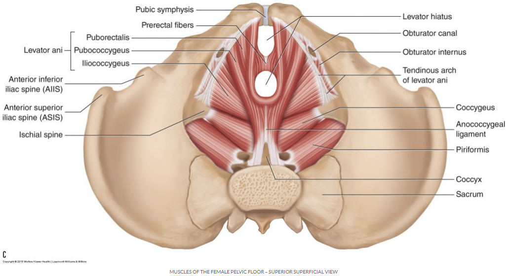 pelvic floor muscle.png