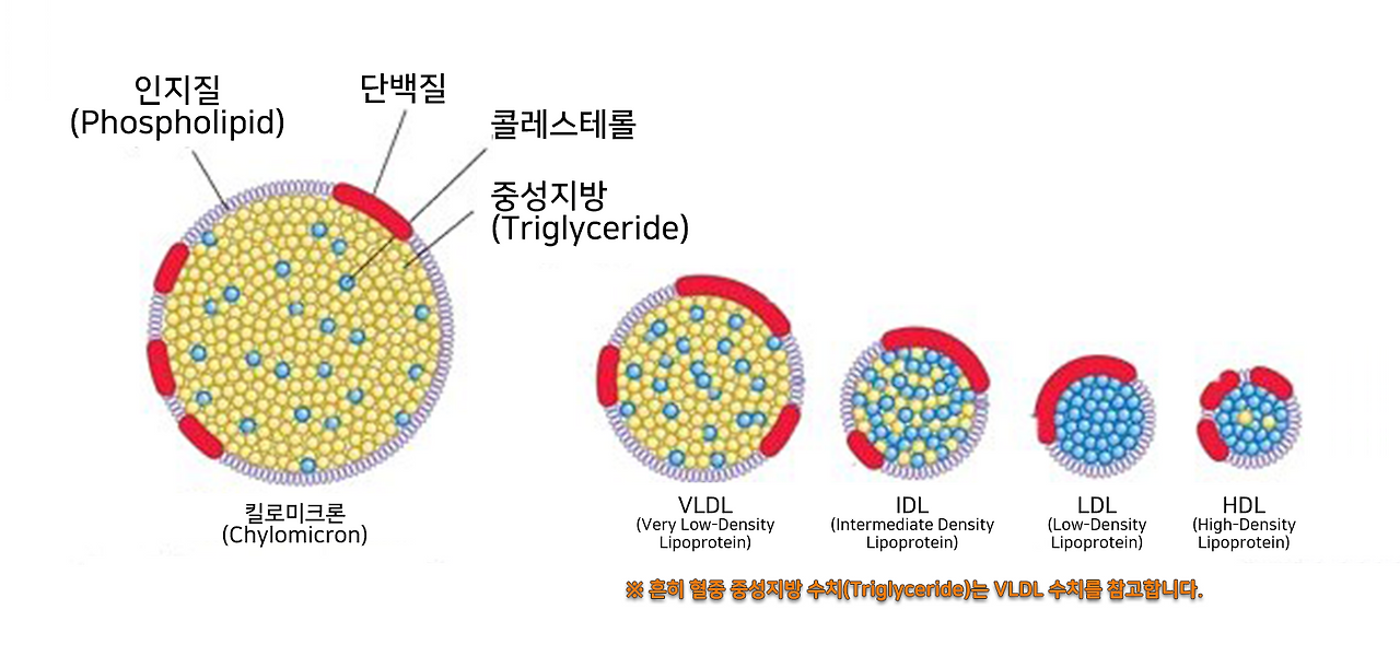 지질단백질 종류_수정.jpg.png