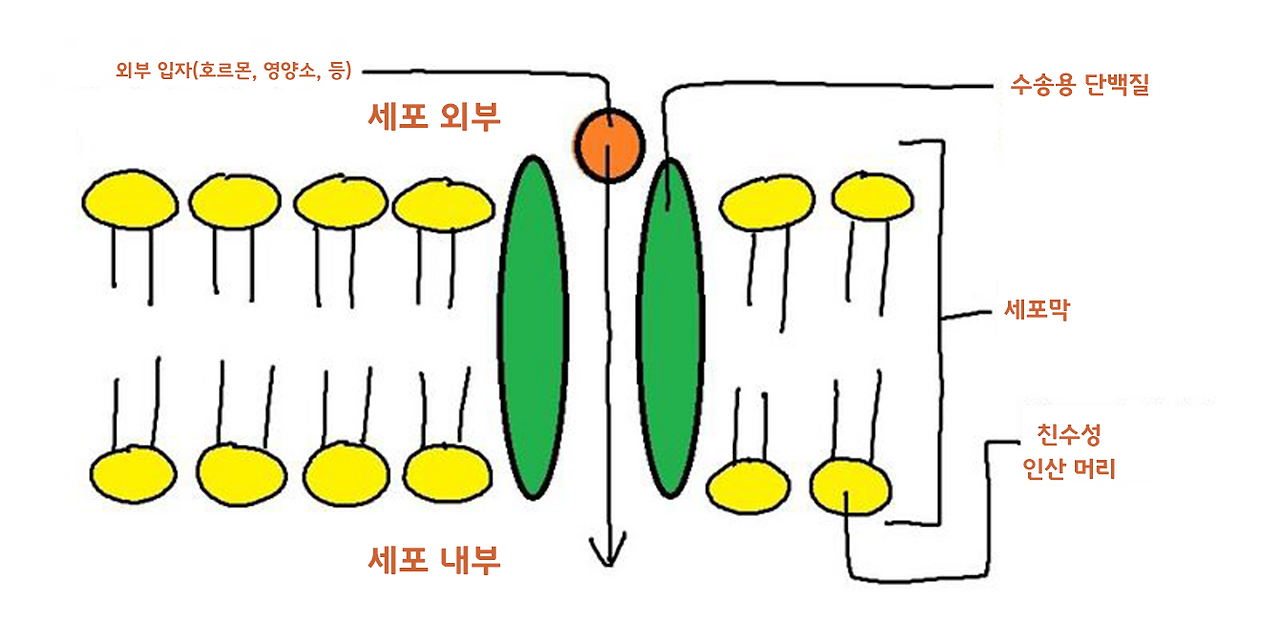 인지질의 투과성.jpg.png