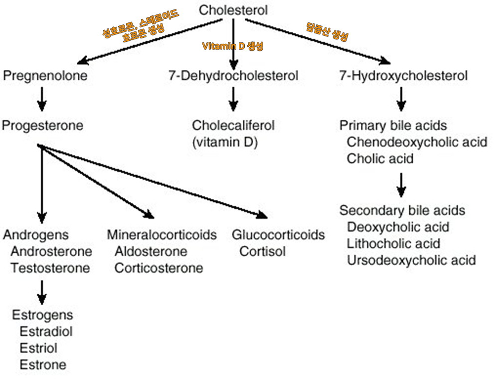 콜레스테롤 변환.png