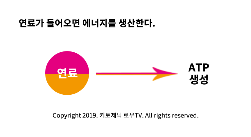 연료는 ATP를 생성한다.png