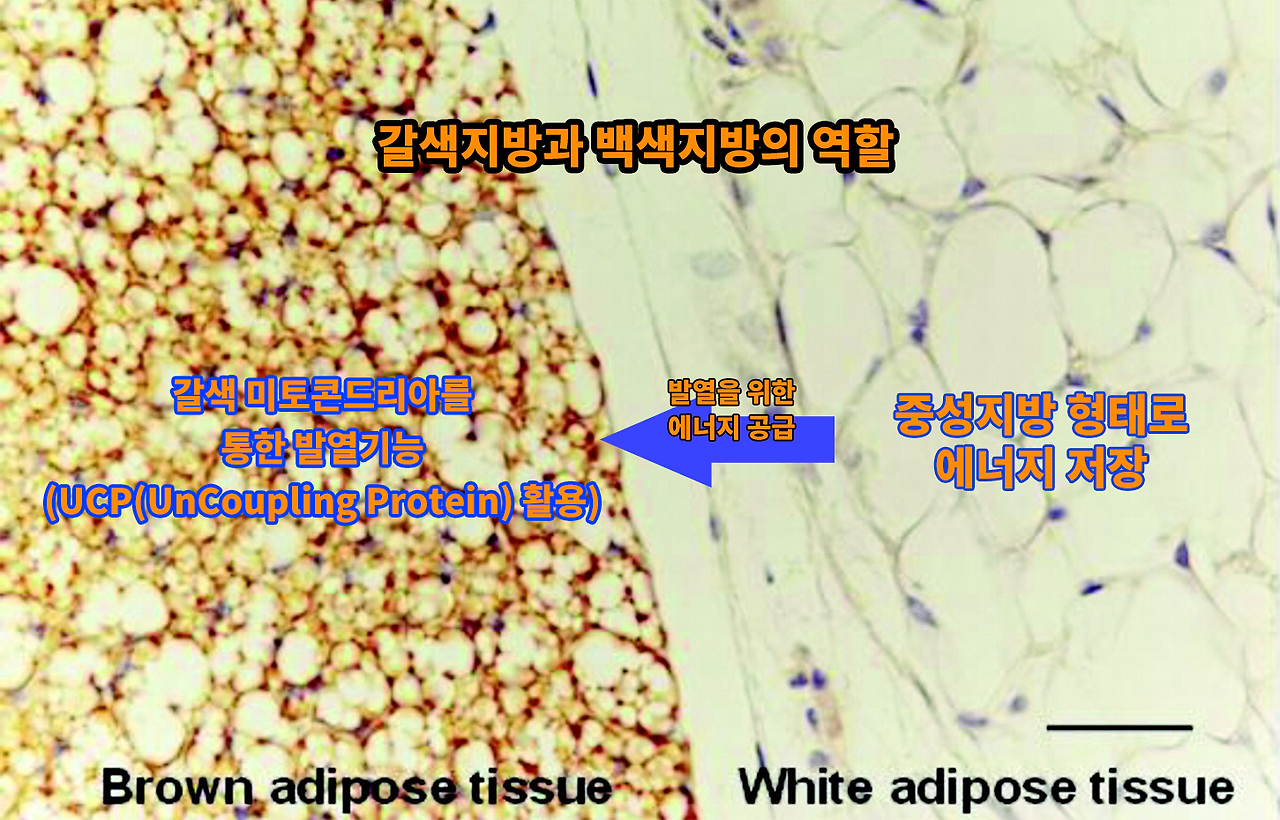 갈색지방과 백색지방의 역할 차이.png