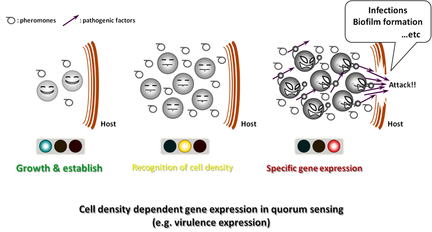 Quorum sensing figure.png