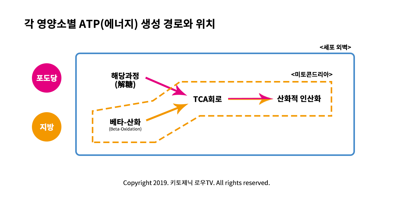 ATP 생성 경로와 위치.png