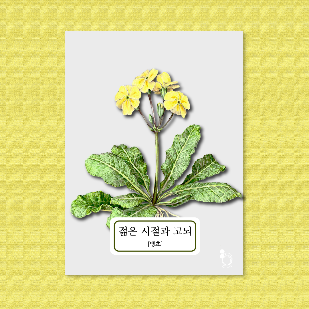 앵초 카드카드1.png