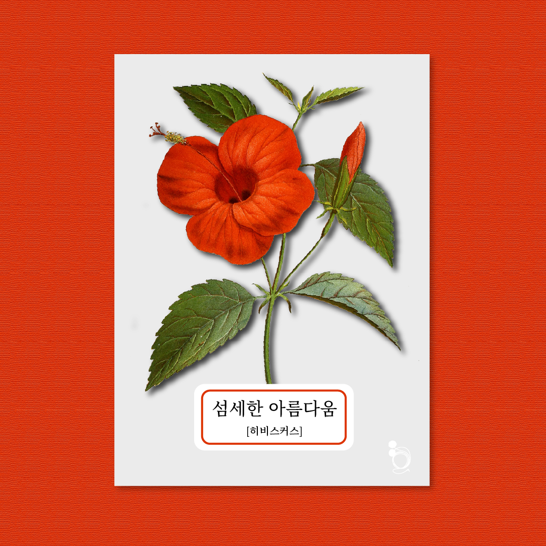 히비스커스 카드카드1.png