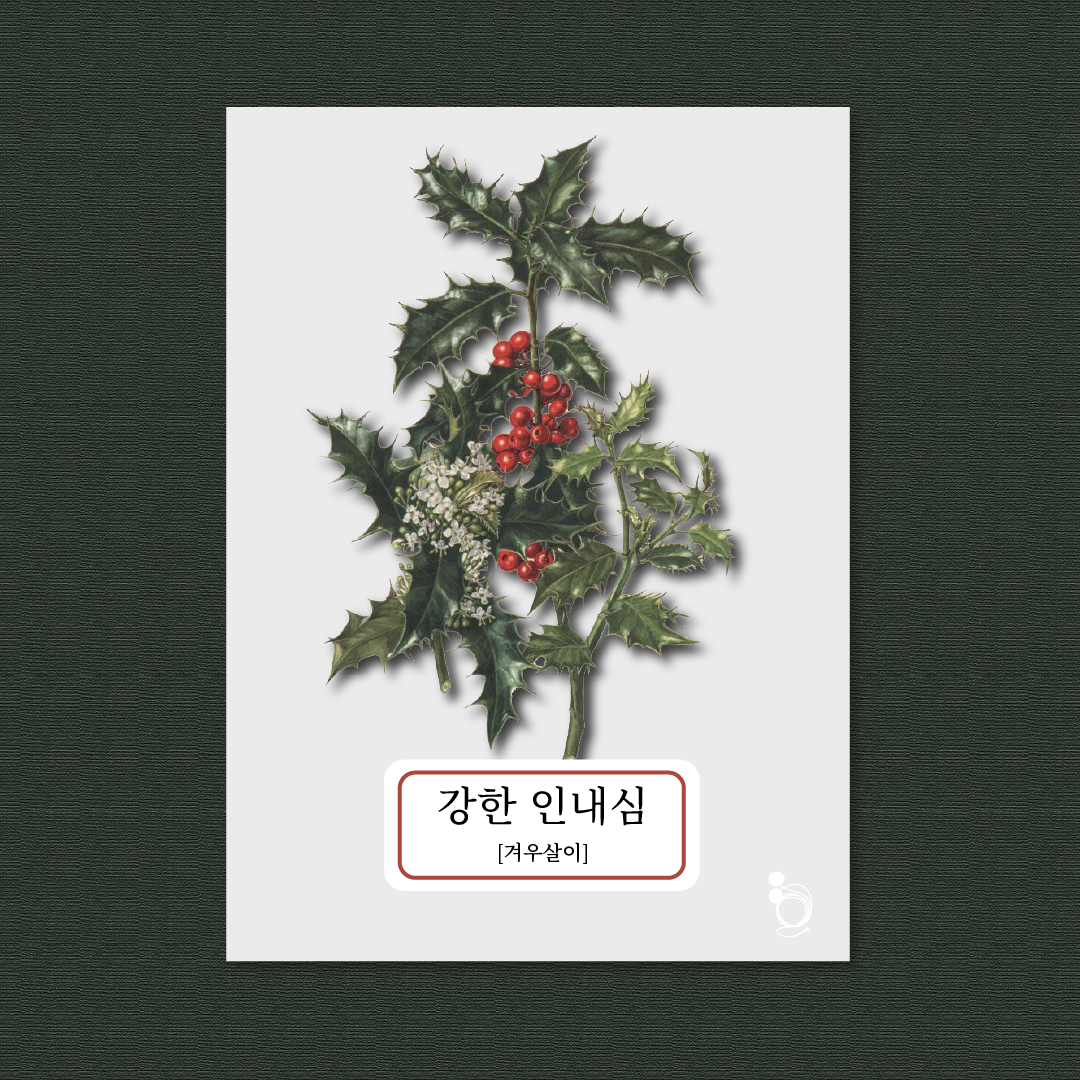 겨우살이 카드카드1.png