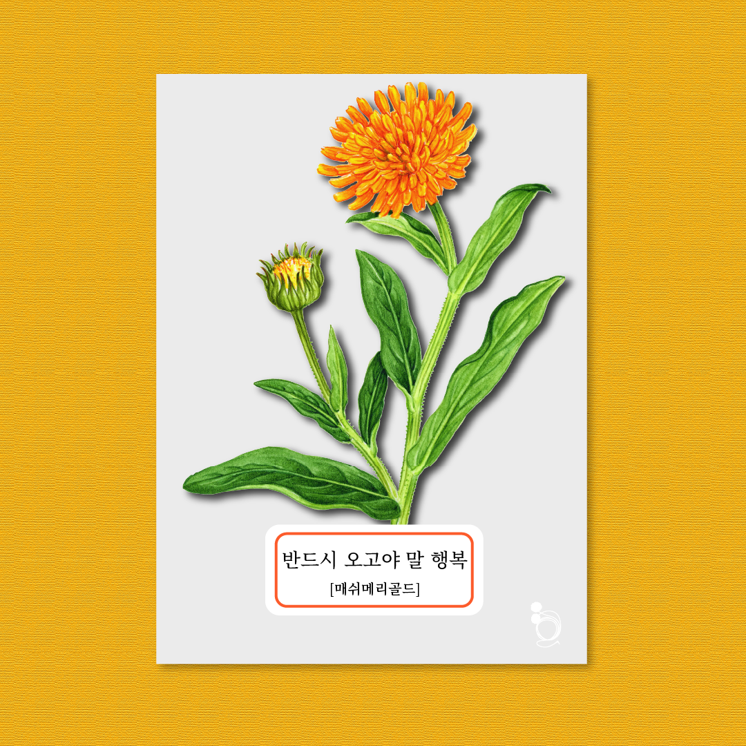 매쉬메리골드 카드카드1.png