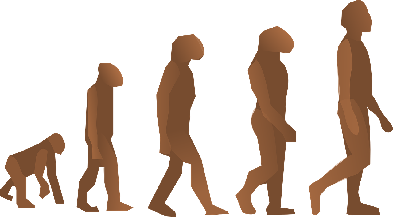 evolution-24560_1280.png