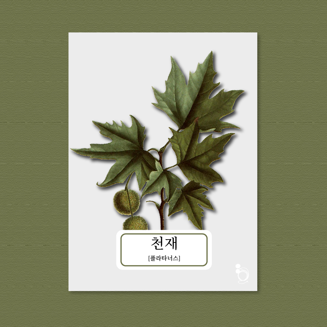 플라타너스대지 1.png