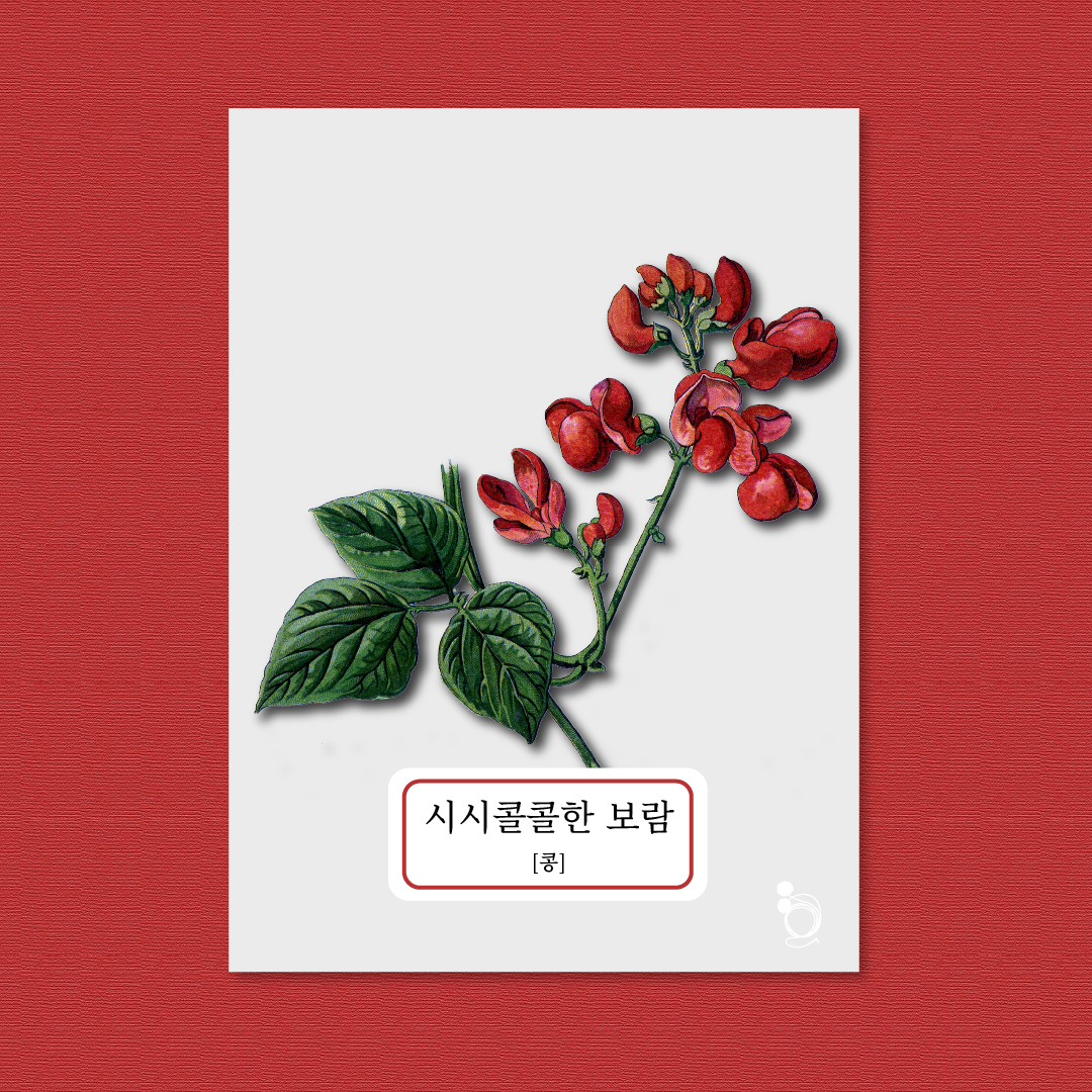 콩 카드카드1.png