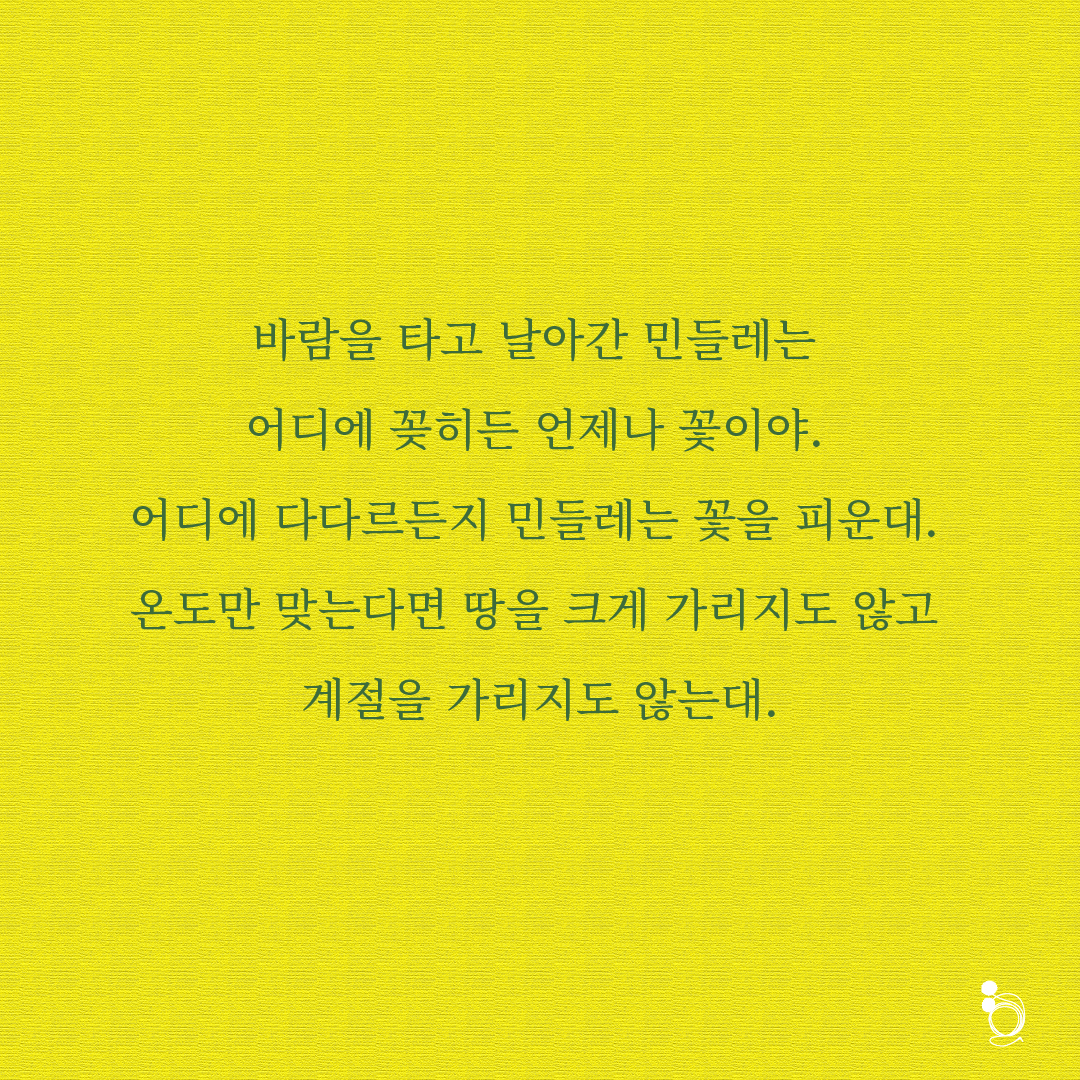 민들레 카드카드2.png