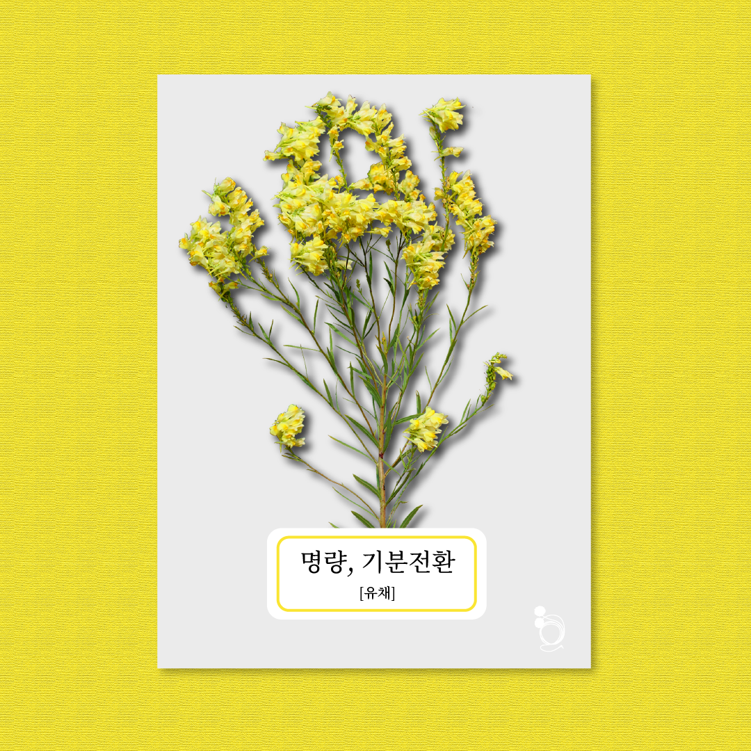 유채 카드카드1.png