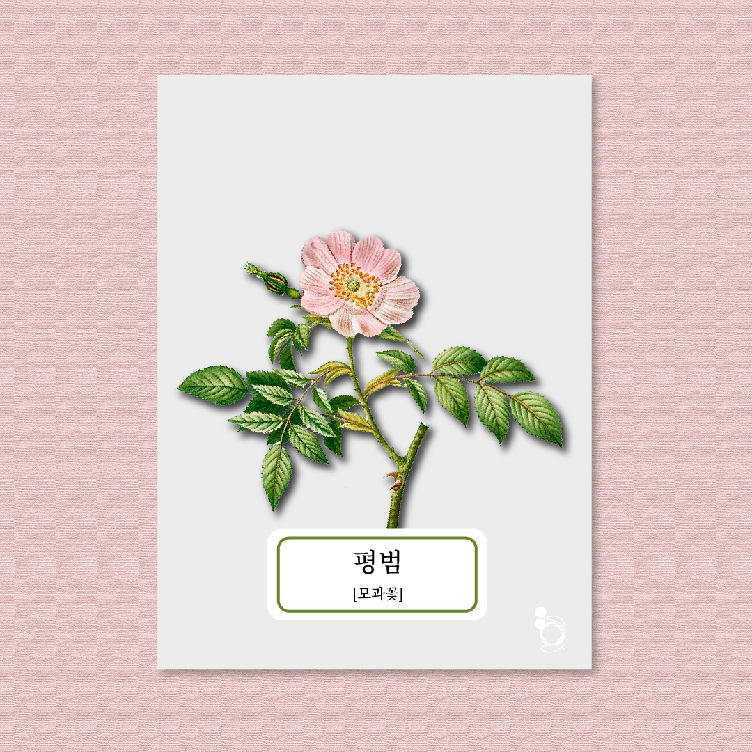 모과꽃 카드카드1.png